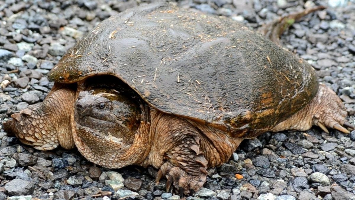 The snapping turtle, a large, dangerous turtle