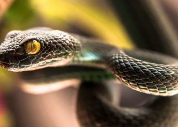17 Questions Answered about Snakes