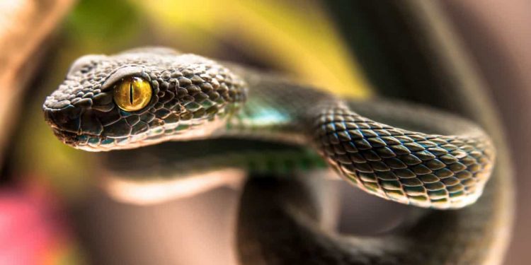 17 Questions Answered about Snakes