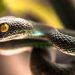 17 Questions Answered about Snakes