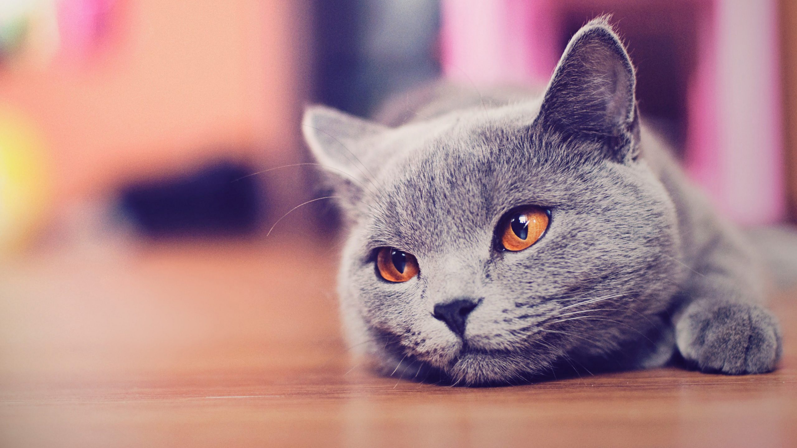 Causes of unwanted behavior of the cat