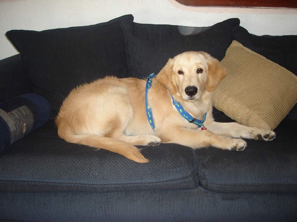 20 Reasons to Invest in Pet Insurance Today short hair golden retrievers