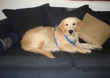 short hair golden retrievers