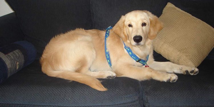 short hair golden retrievers