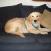 The Labrador Retriever: The Right Dog For Me? short hair golden retrievers