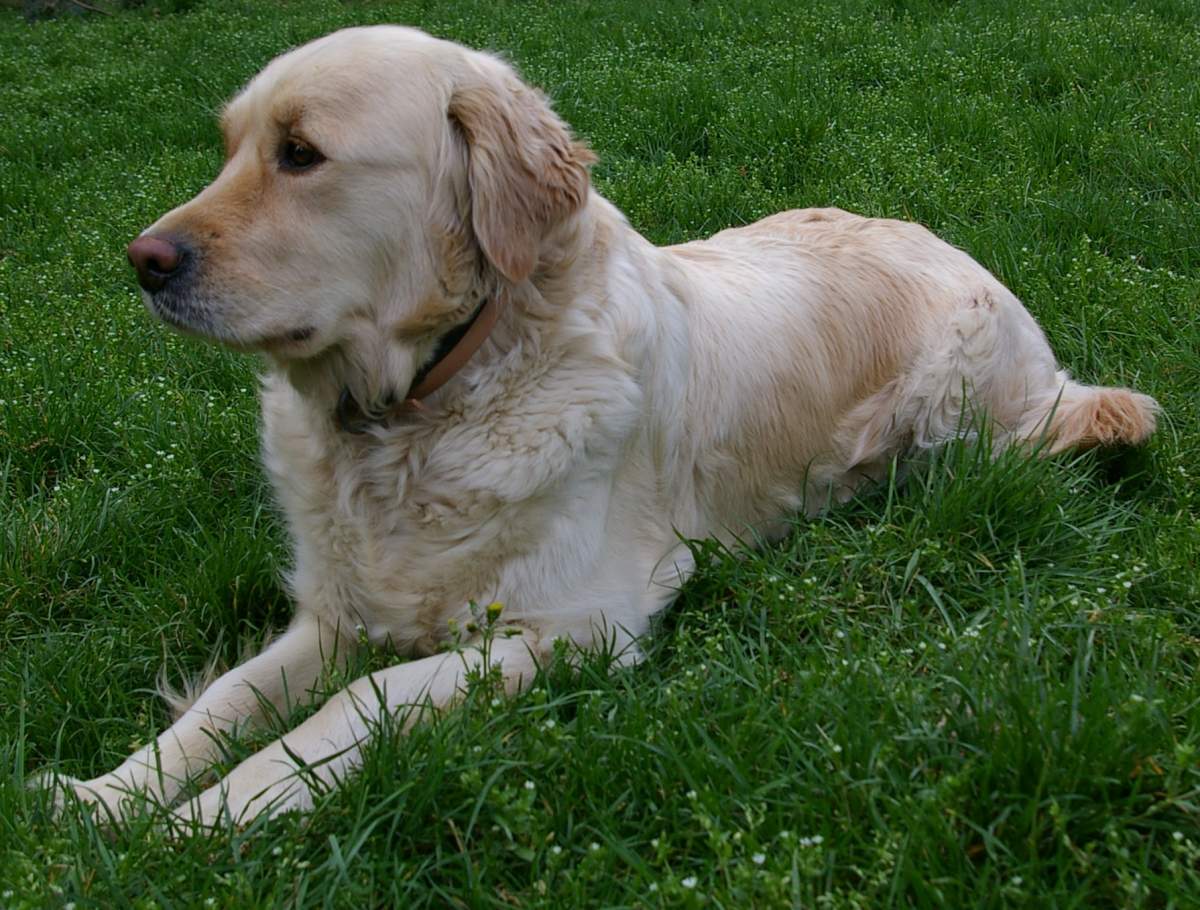 short haired golden retriever pictures