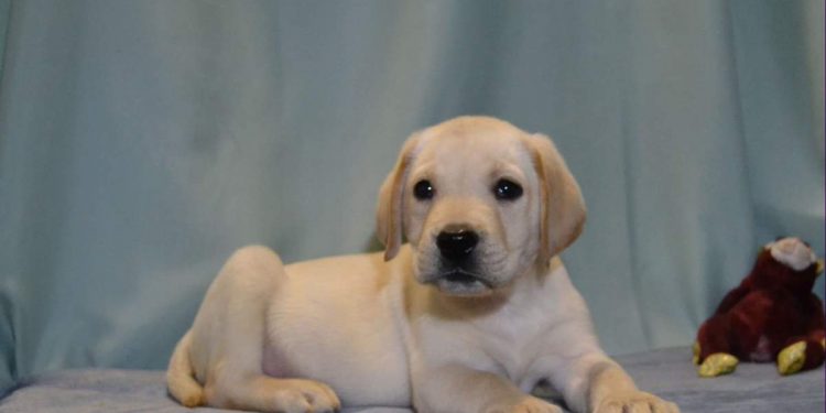 short haired golden retriever puppy