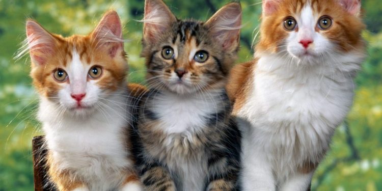 the cat