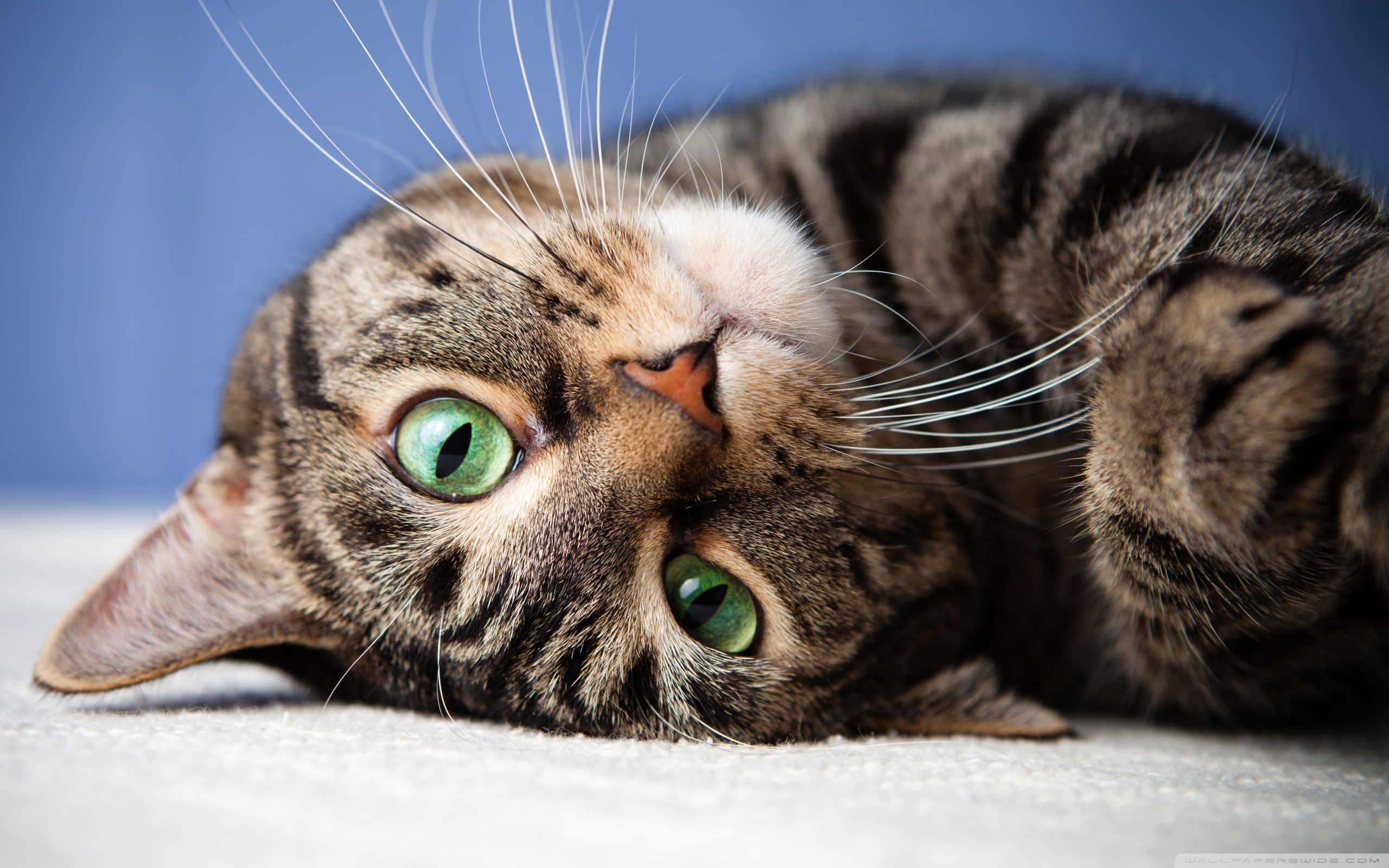 Causes of unwanted behavior of the cat