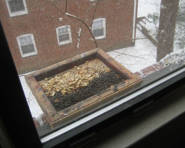 A window feeder 