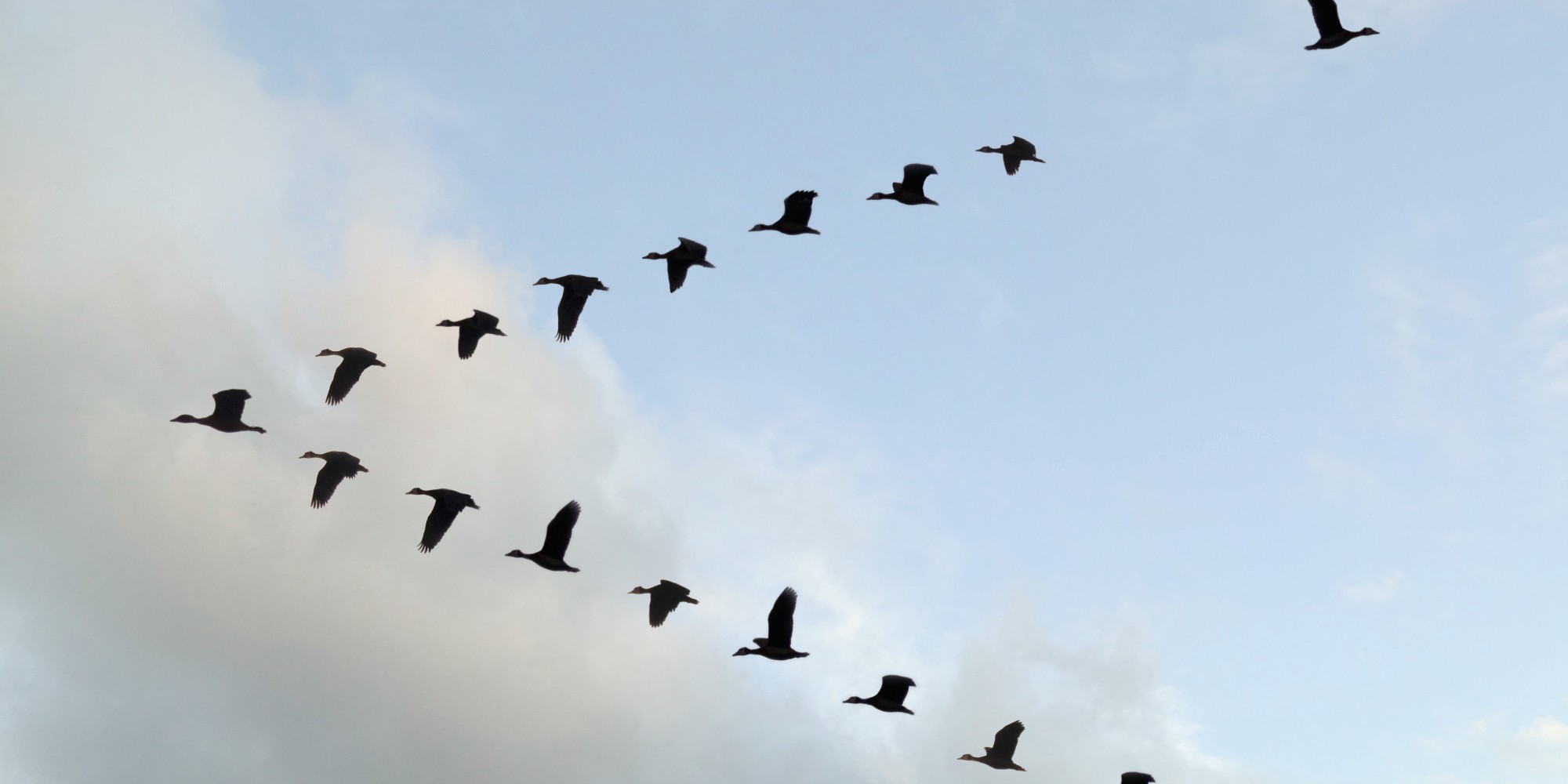 Bird migration, 