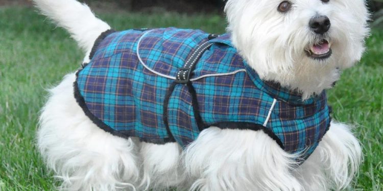 dog clothes
