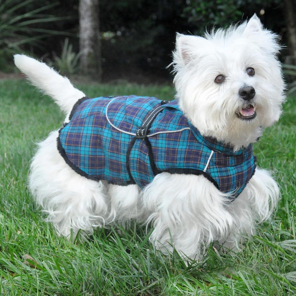 dog clothes 