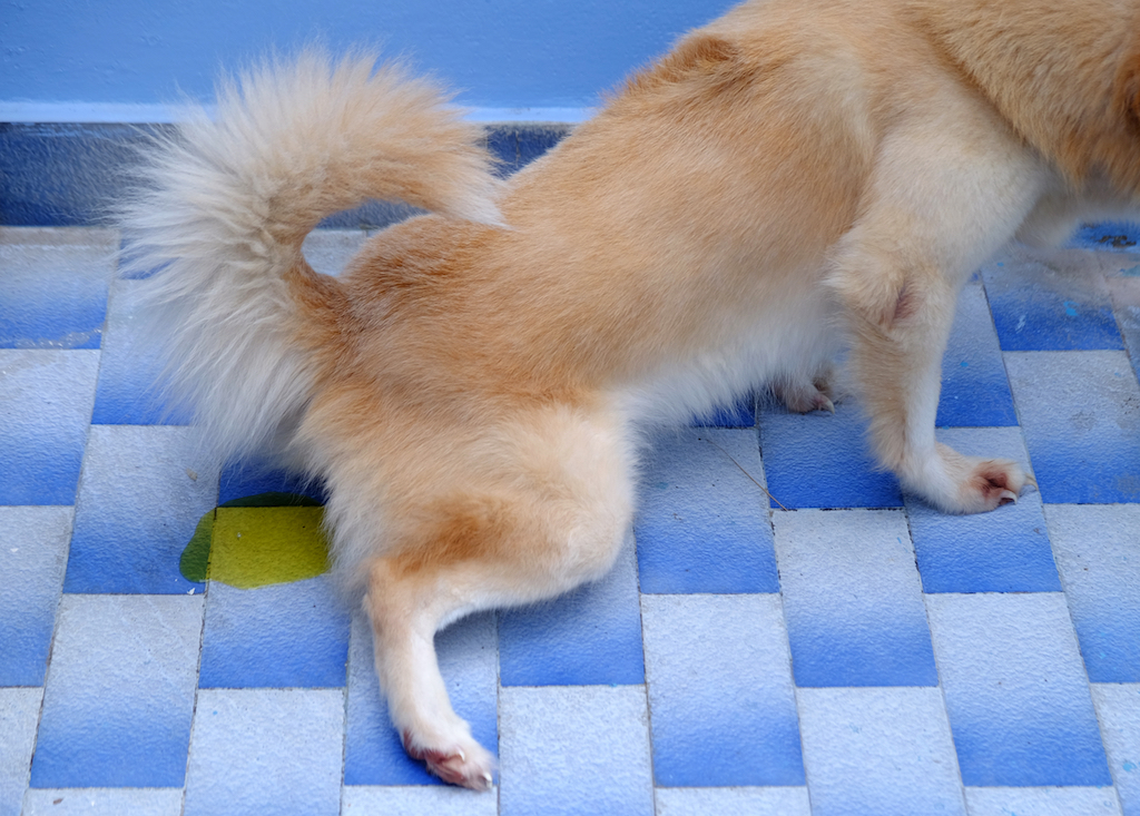 dog urine