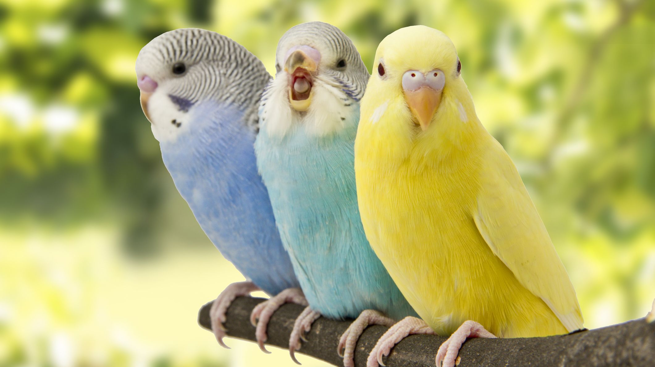 Budgerigar parrots