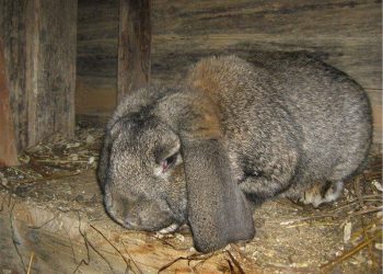 Coccidiosis in rabbits