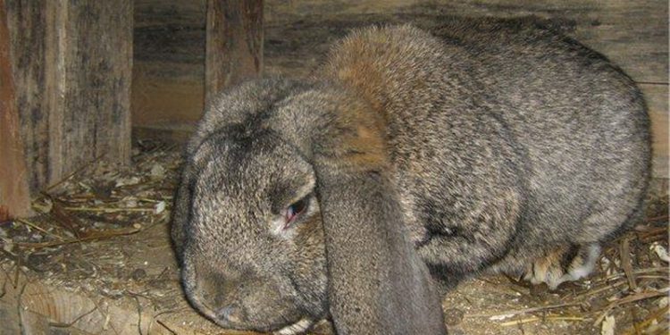 Coccidiosis in rabbits