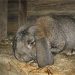 Coccidiosis in Rabbits Coccidiosis in rabbits