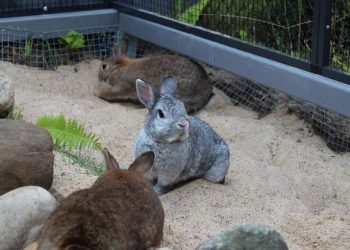 A Beginners Guide to Caring for Rabbits