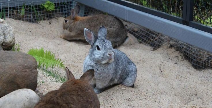A Beginners Guide to Caring for Rabbits