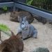 A Beginners Guide to Caring for Rabbits