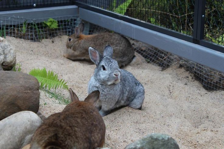 rabbits shelters.