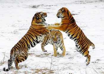 tiger reproductive behavior
