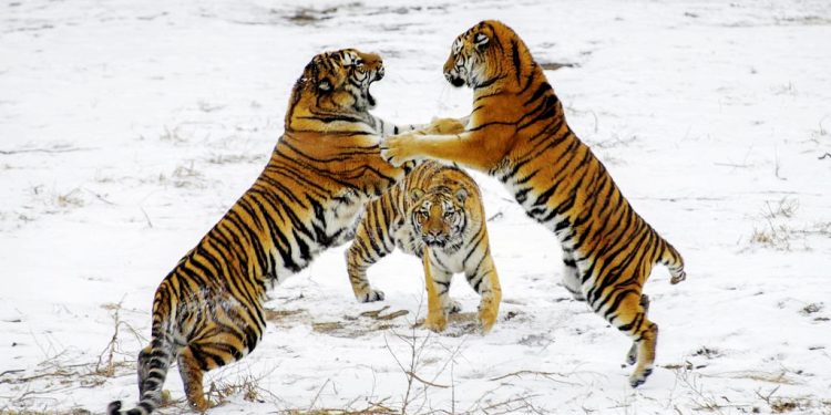 tiger reproductive behavior