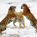 tiger reproductive behavior