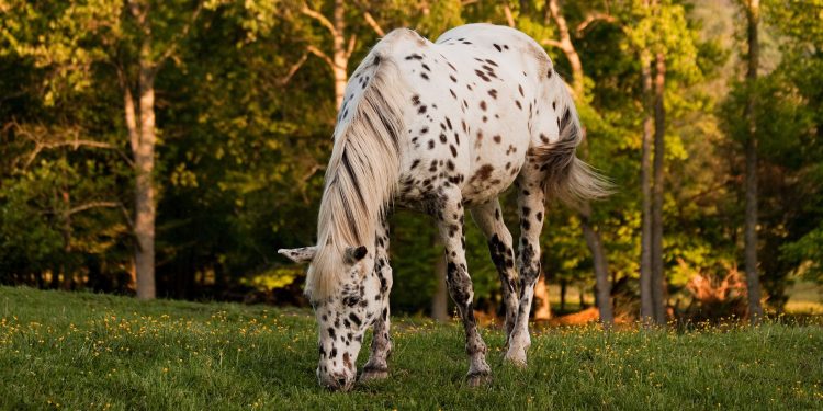 sunburn in horses
