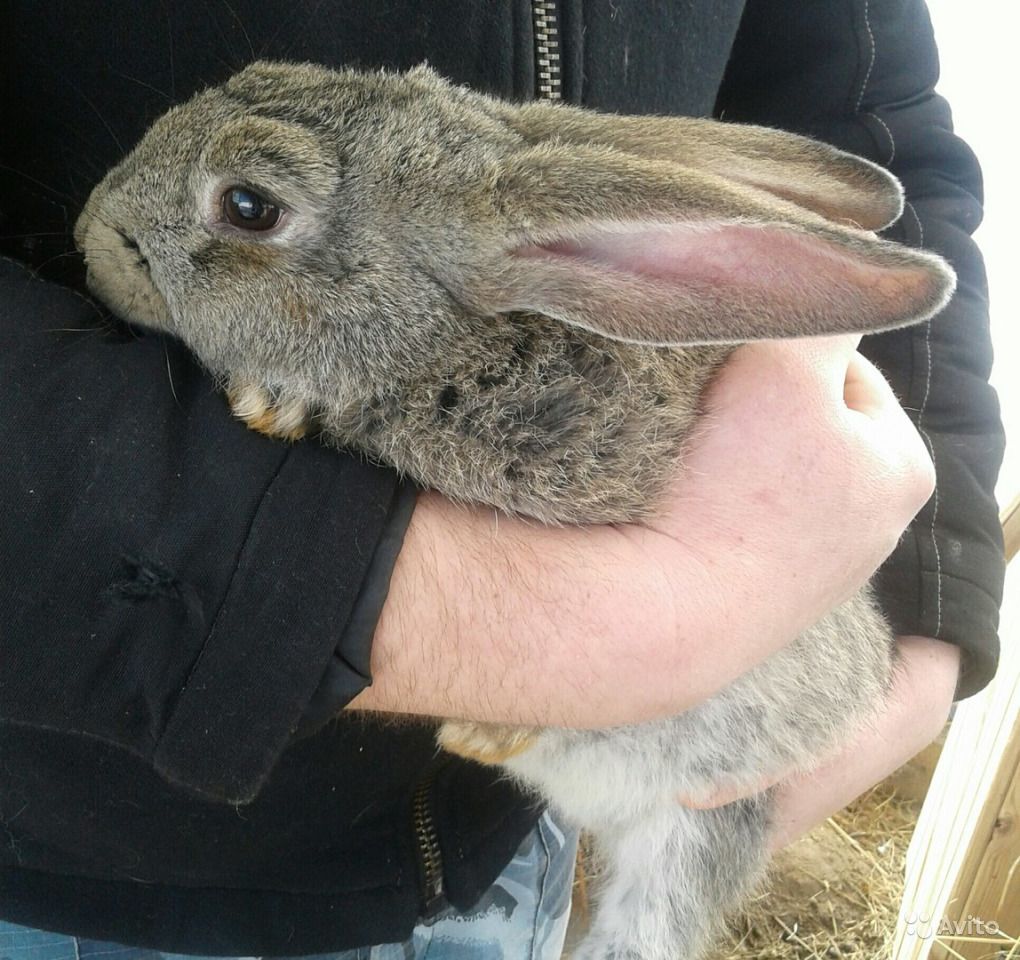 Myxomatosis in rabbits