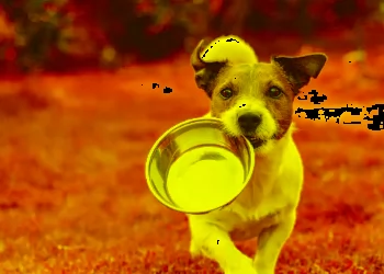 5 Misconceptions About Dog Food And Pet Nutrition