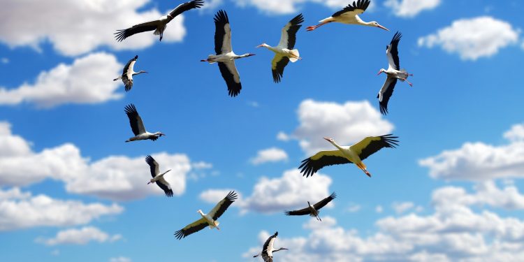 Bird migration,