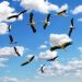 Track Their Journeys with Bird Migration Explorer Bird migration,