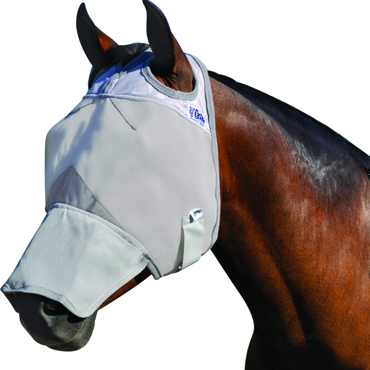 sunburn in horses