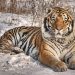 The Siberian tiger