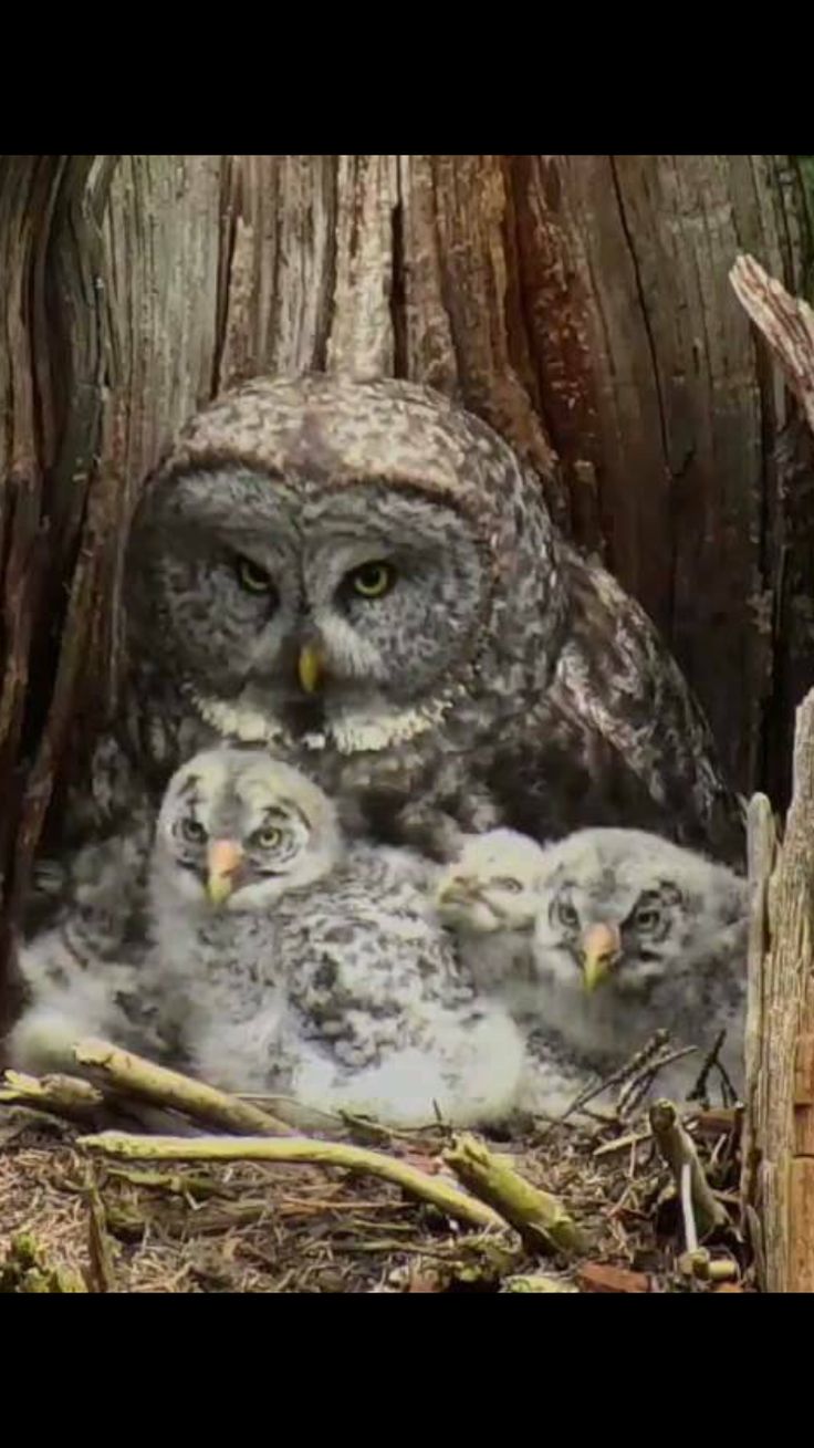 The little owl,