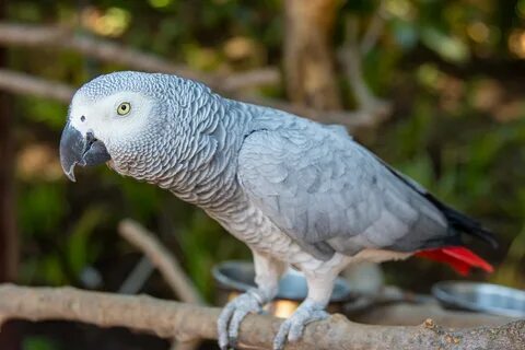 African Grey Parrots