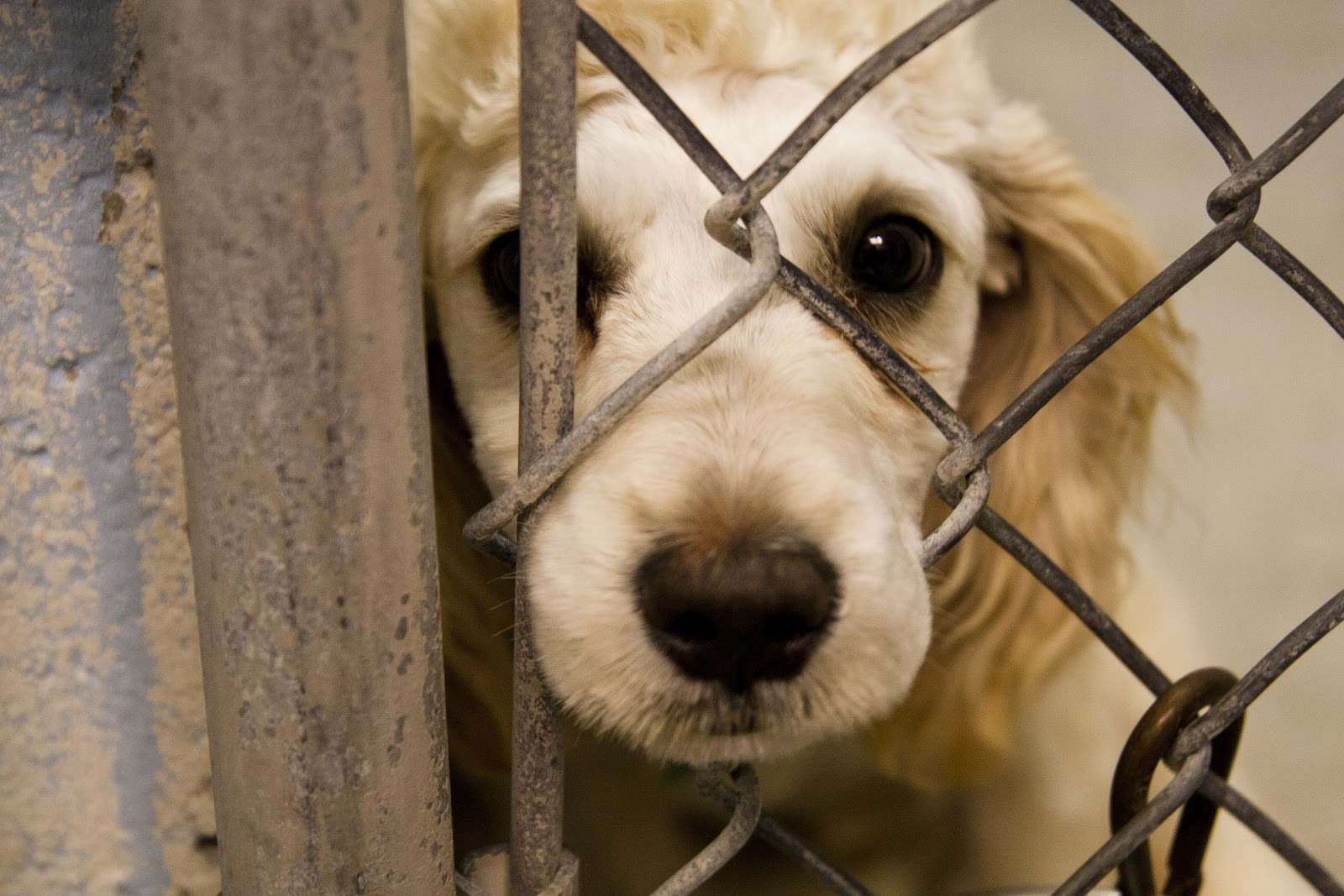 animal abuse
