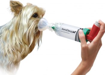 Asthma Friendly Dogs