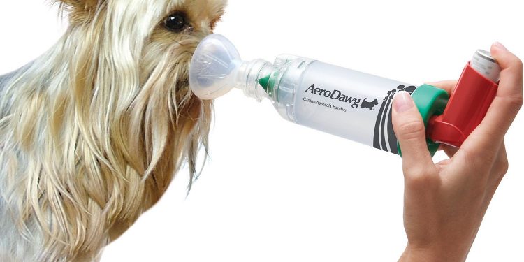 Asthma Friendly Dogs