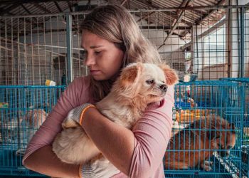 Benefits Of Being An Animal Shelter Volunteer