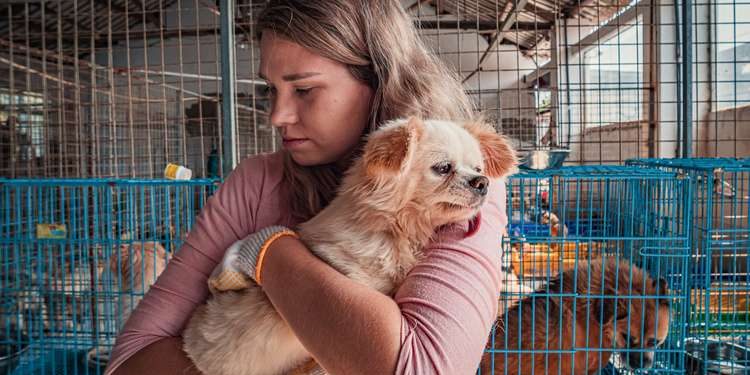Benefits Of Being An Animal Shelter Volunteer