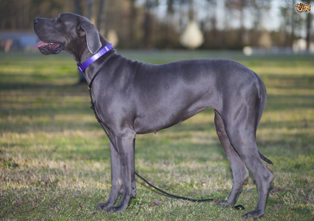 Blue or Black Great Dane? 14 Questions Answered Blue Great Dane