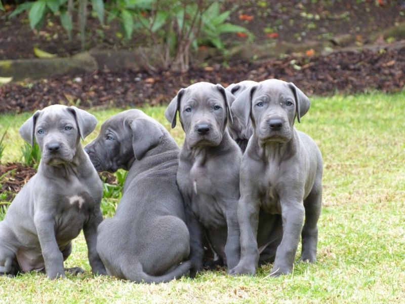 Blue or Black Great Dane? 14 Questions Answered Blue Great Dane Puppies