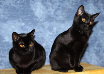 Cat Breeds: Bombay