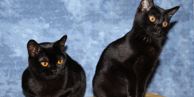 Cat Breeds: Bombay Cat Breeds: Bombay