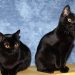 Cat Breeds: Bombay Cat Breeds: Bombay