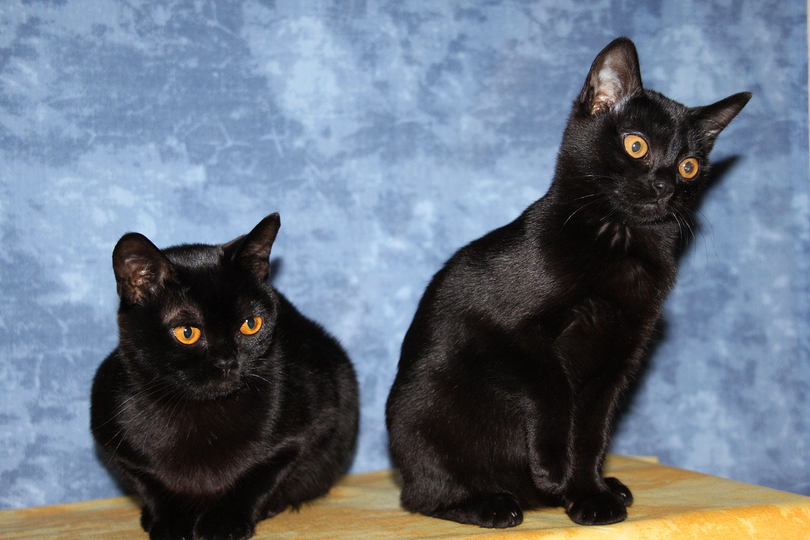 Cat Breeds: Bombay Cat Breeds: Bombay