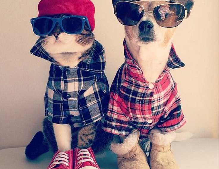 dog clothes